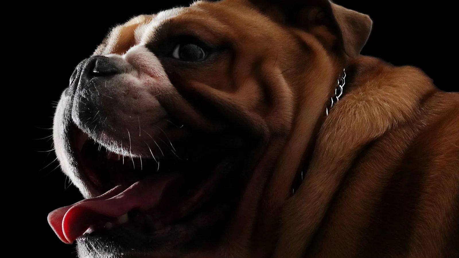 English Bulldog portrait — brachycephalic airway care