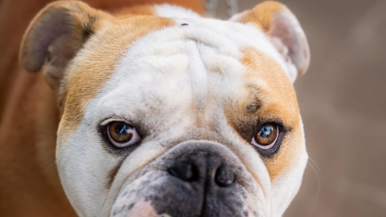English Bulldog — eye surgery and ophthalmic care