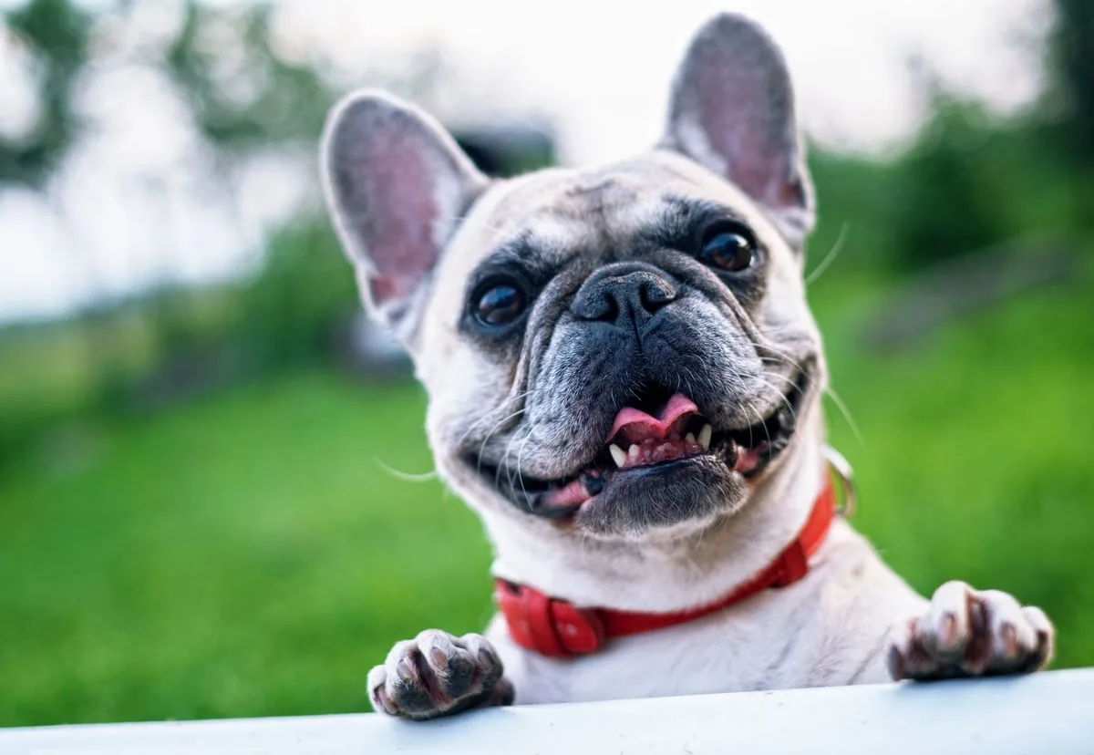 French Bulldog resting in warm natural light