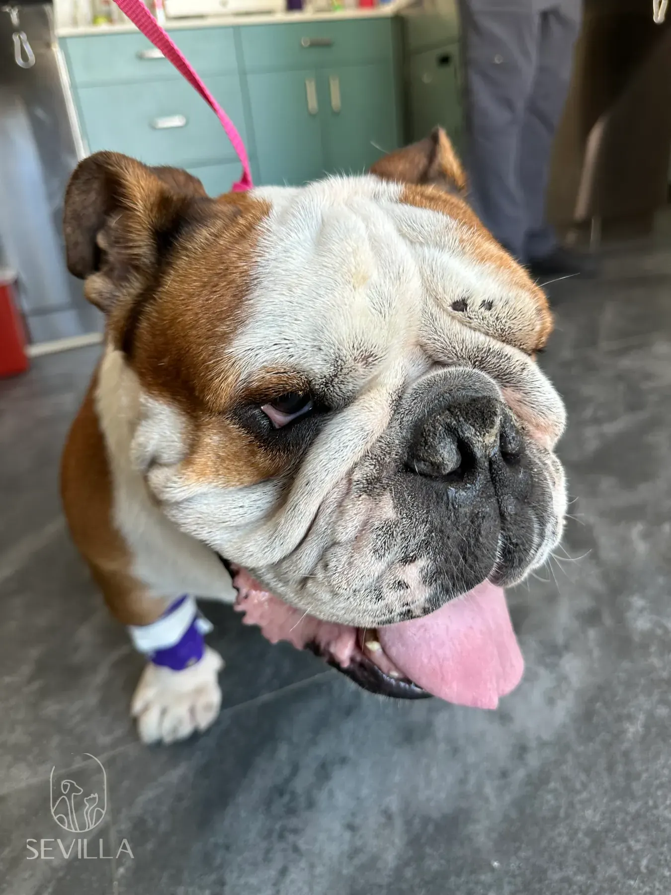 Close-up of an English Bulldog looking up during a veterinary visit