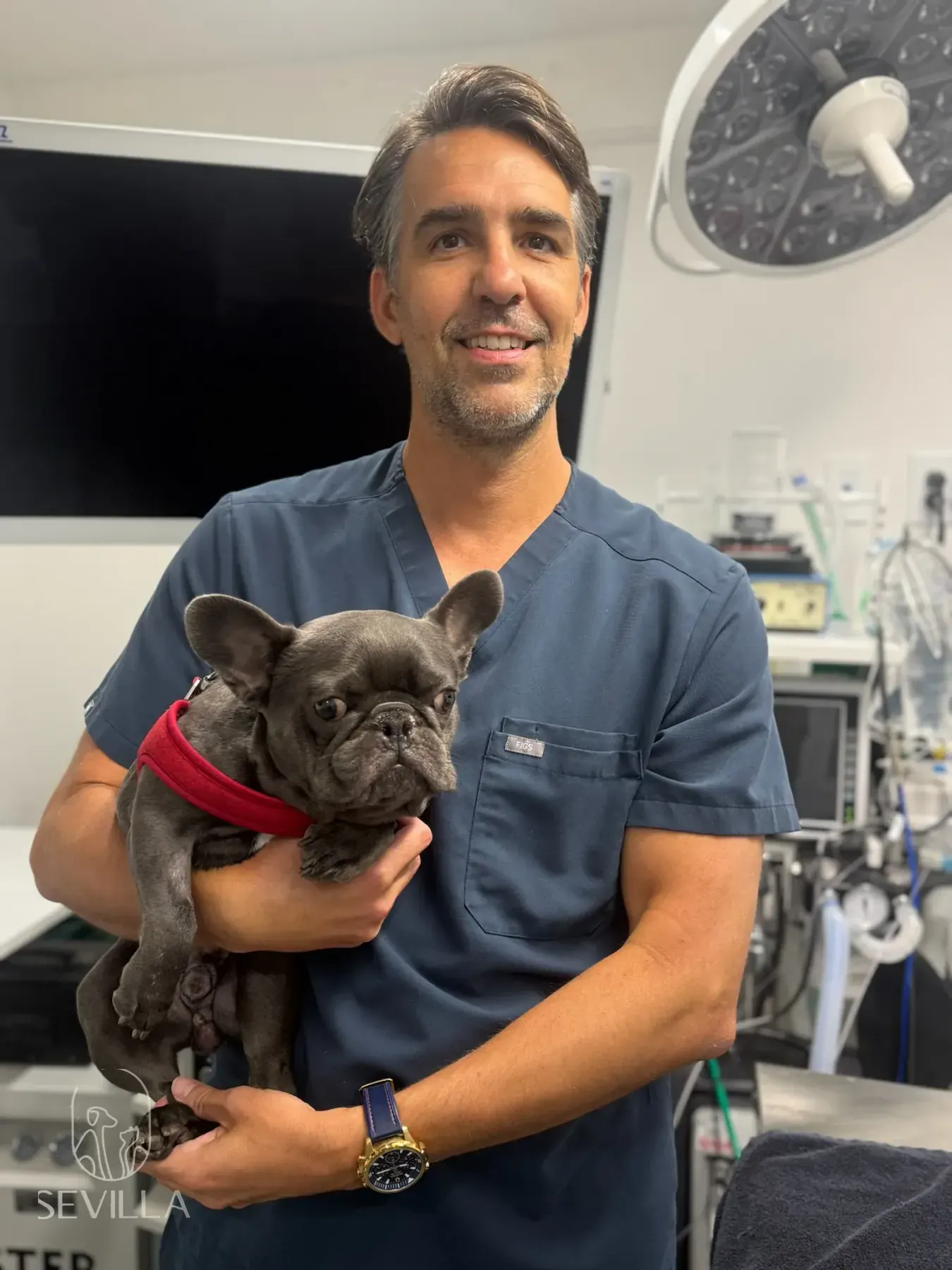 Veterinary clinician in scrubs holding a French Bulldog in a treatment room